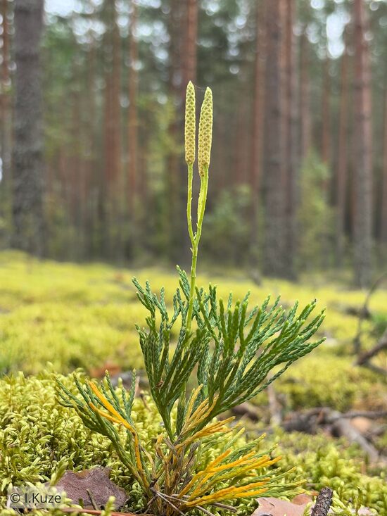 Diphasiastrum tristachyum